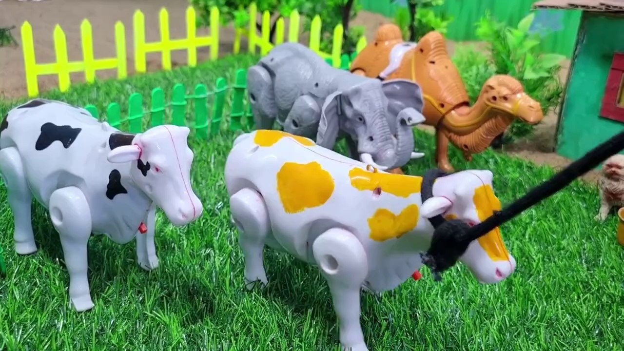 MANTUL...!! PROSES POTONG SAPI QURBAN || TURUK OLENG UNTA. COW TRUCK VIDEO. 70 Dollar investment