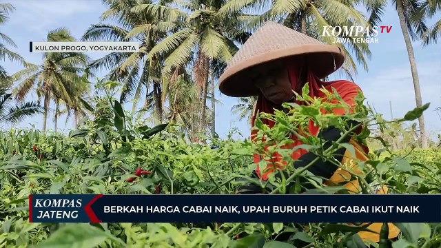 Berkah Harga Cabai Naik, Upah Buruh Petik Cabai Ikut Naik