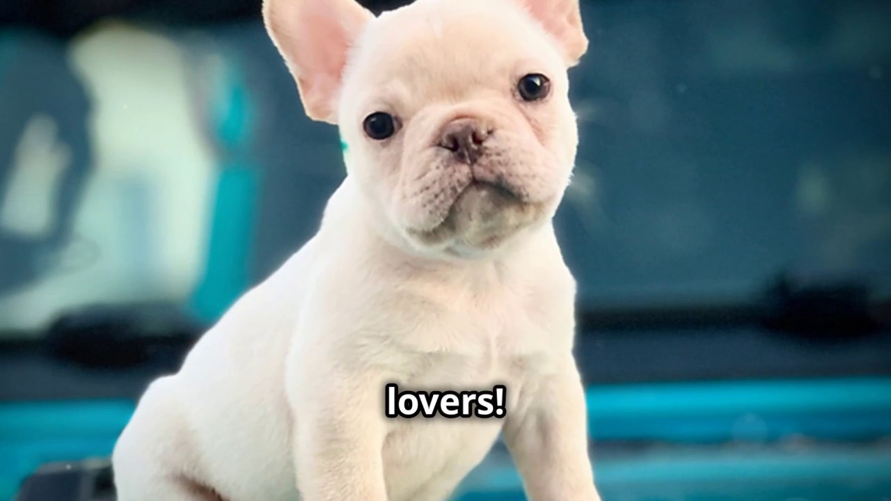 "How the French Bulldog Suddenly Became America's Favorite Dog Breed"