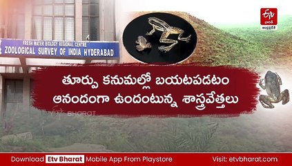 తూర్పు కనుమల్లో అరుదైన త్రికోణ కప్పలు కనిపెట్టడం! 🐸