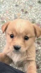 Baby dog#cute puppy barking#4kviral#shorts [dFg8Nu2X5Mo]