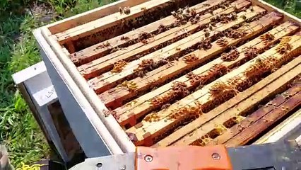 Włodzimierz Pszczoliński - pasieka na Słodowie we Włocławku