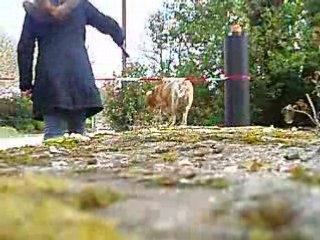 Mon chien qui saute