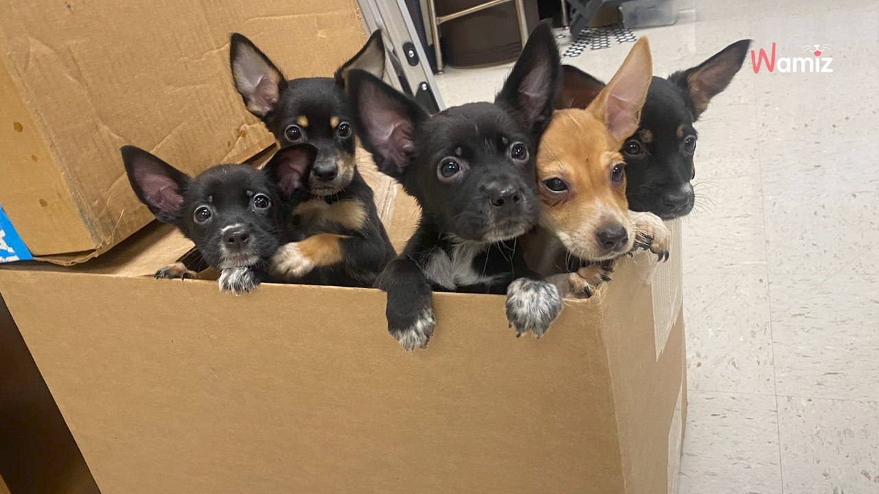 5 Streuner vor einer Schule: Ein Zettel soll Klarheit schaffen