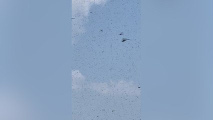 Supersized dragonflies invade Rhode Island, sending beachgoers ducking for cover