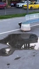 Mieux qu'un film à suspens entre un rat, un chat et des mouettes