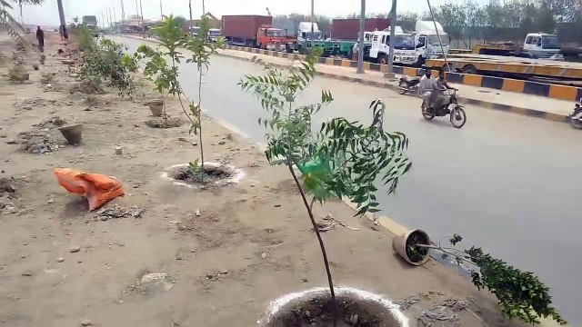 Near Grex Maripur Bilal Masjid, trees are being planted from Grex Block to Atta Mile under the supervision of Miss Noor by Kemari Town.