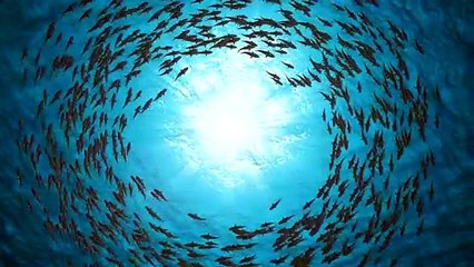 Sharks swim in a circle. A beautiful background. Slow motion. Under water.