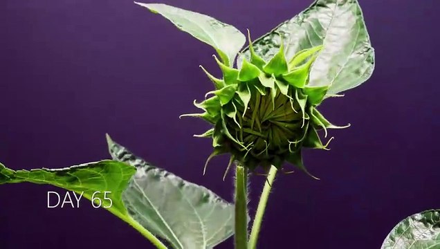 Growing Sunflower Time Lapse - Seed To Seeds In 125 Days
