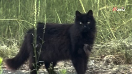 Un chat reste devant une maison : la raison brise le coeur de 1M d’internautes