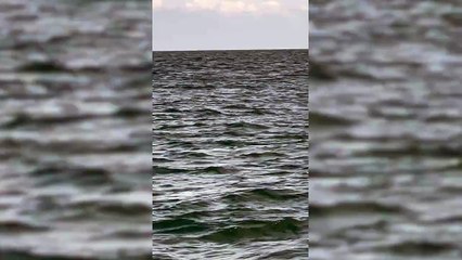 Aberystwyth woman films shark fin in UK waters whilst on fishing trip