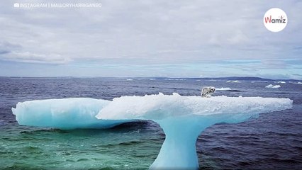 Ils voient un animal piégé sur un iceberg et pensent que c’est un chien : c'est une grosse erreur