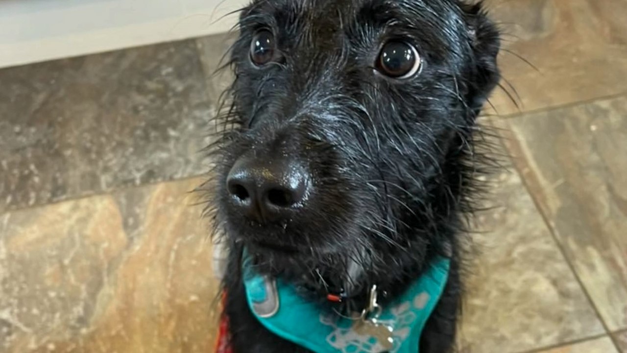 Il emmène son chien chez le vétérinaire avec une demande qui donne la nausée aux soignants