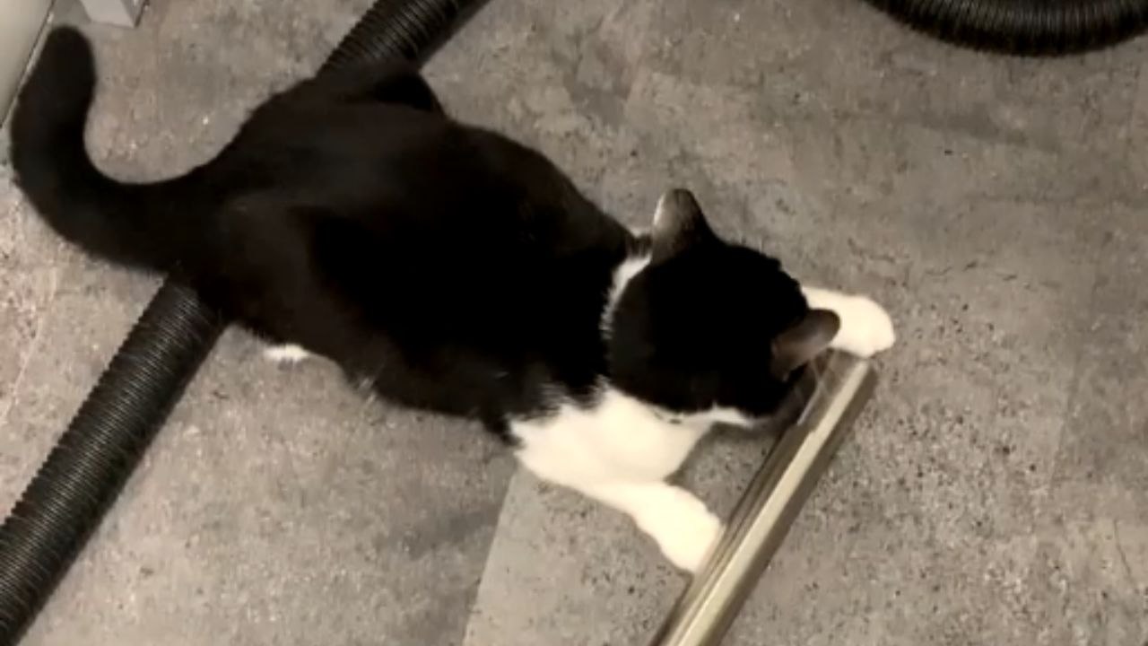 Cat's playtime with Hoover ends with a very unexpected twist