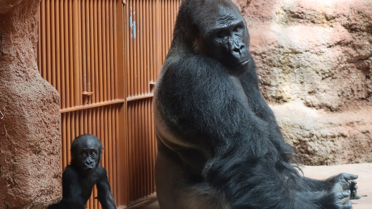 Entzückender Moment, in dem ein Gorillababy seine ersten Schritte macht