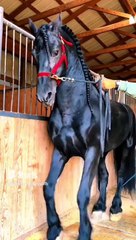 beautiful horse #shorts #shortvideo
