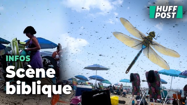Envahis par une nuée de libellules, les baigneurs de cette plage des États-Unis ont eu une sacrée frayeur
