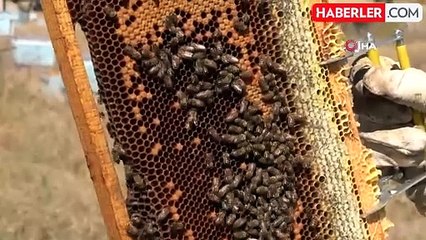 Bozok Yaylası'nda bal hasadı bir ay erken başladı