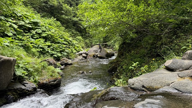 Türkiye'nin gizli cenneti: Camili Havzası'na ekolojik bir kaçış!
