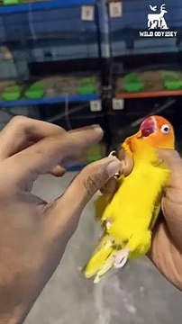 Egg binding Treatment - #reels #birds #lovebirdsvlogs #lovebirds #bird #shorts #reels #video