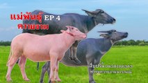 Mother, Thai buffalo breed, good breed, Khwai Ngam Phetnarai Buffalo Farm EP4 | เต๋อพาเที่ยว terofficial