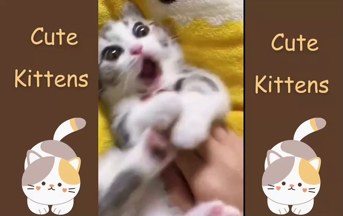 Cute Kittens Compilation