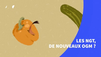 Les NGT, de nouveaux OGM?