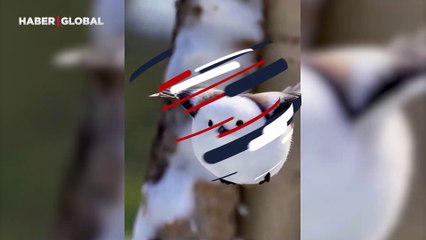 Pamuk topuna benzetiliyor: Japon kuşu Shima Enaga'nın uçuşu kamerada