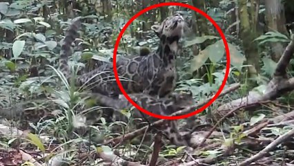 Una cámara consigue grabar a una de las especies felinas más raras del mundo