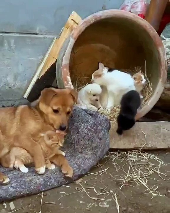 Dog taking care of kittens and Cat taking care of kittens