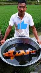 Allah ke kudrat ke najare pets and animal