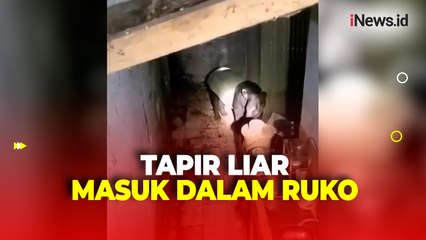 Warga Kepahiang Heboh Tapir Liar Masuk dalam Ruko
