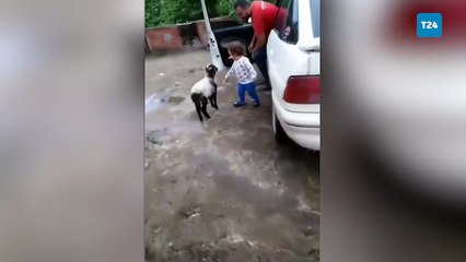 Küçük çocuğun kuzuyla olan görüntüleri gülümsetti