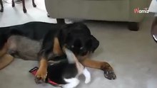 Video. Cucciolo di Beagle si avvicina al Rottweiler: 4 milioni di persone restano senza parole