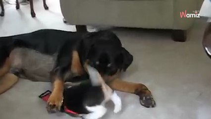 Video. Cucciolo di Beagle si avvicina al Rottweiler: 4 milioni di persone restano senza parole