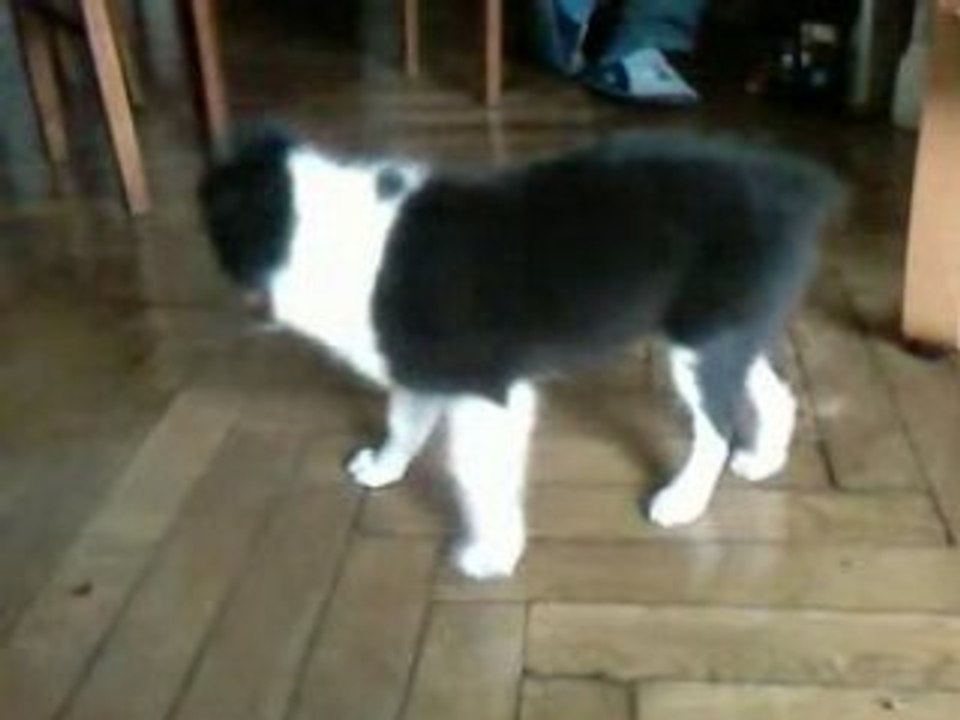 Charlie et sa mini chaussure