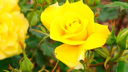 Âm nhạc thư giãn trị liệu với cảnh đẹp nhân gian - Rosaceae (hoa Hồng) vẻ đẹp hoàn mỹ
