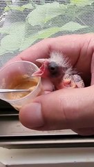 funny,entertainment ,cat ,dog, animal