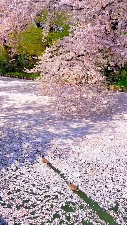Japan is a dream ✨