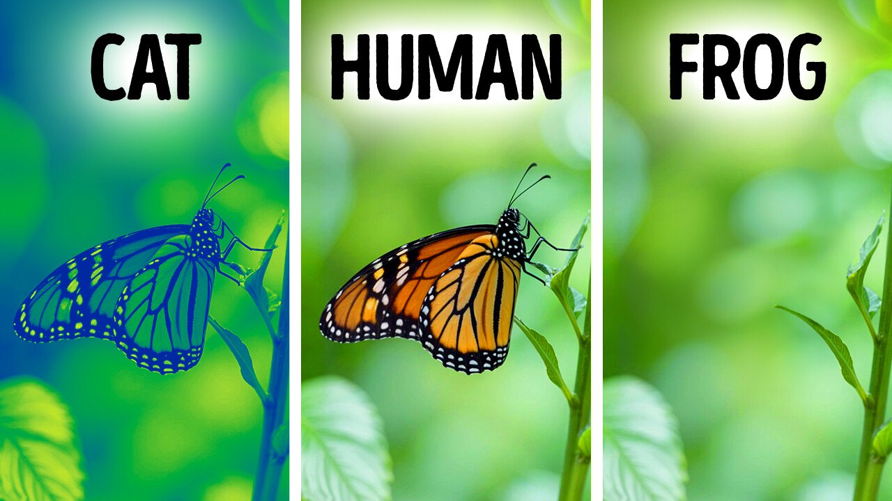 50+ Fascinating Animal Facts to Share and Wow O...