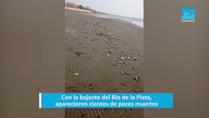 Con la bajante del Río de la Plata, aparecieron cientos de peces muertos