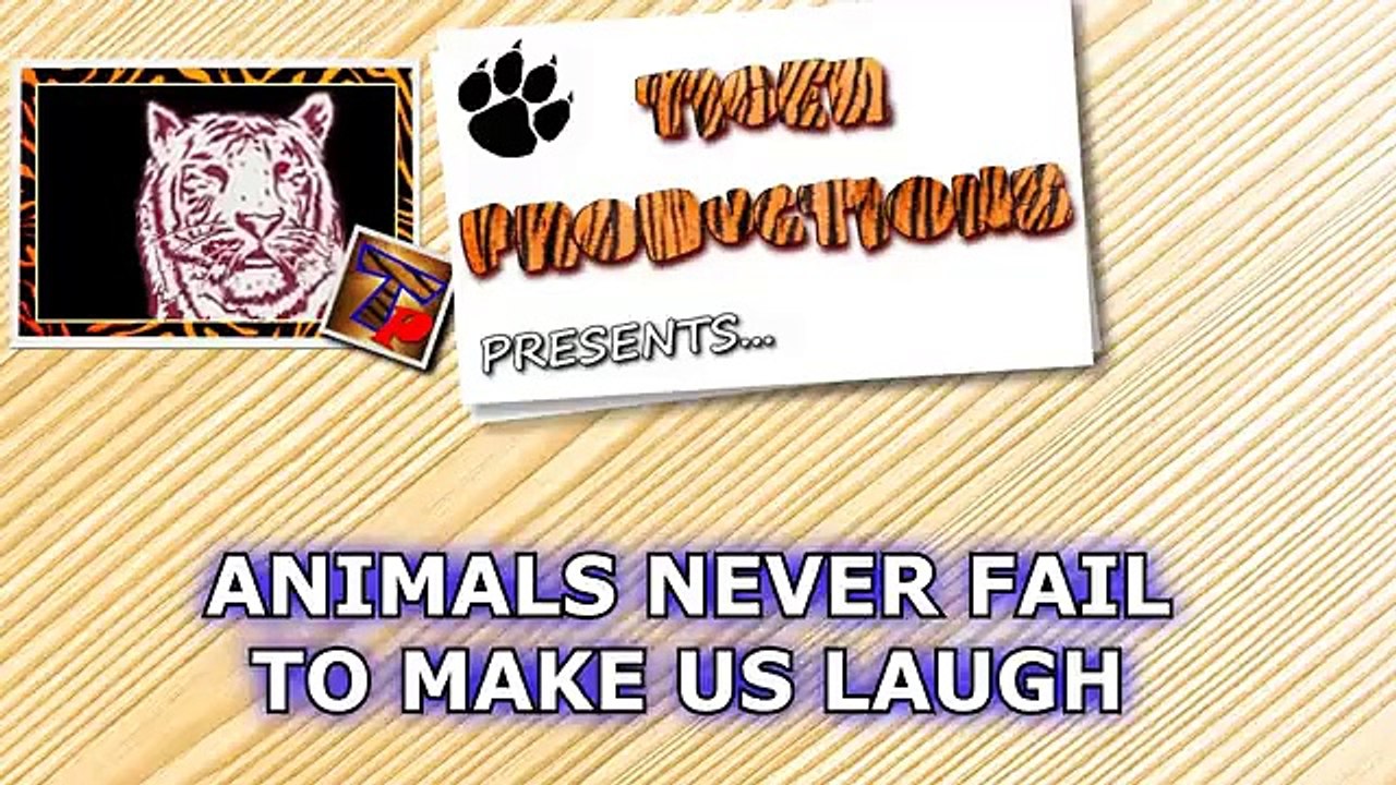 video animali compilation