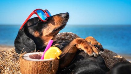 Cómo Saber Si Tu Perro O Gato Sufre Calor