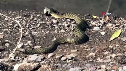 Yılanın balık avı saniye saniye görüntülendi