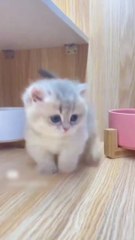 So cute kitty  | cat | cute cat | cute animals