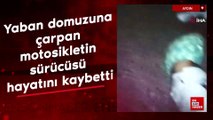 Aydın'da yaban domuzuna çarpan motosikletin sürücüsü hayatını kaybetti