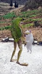 viral cat shots