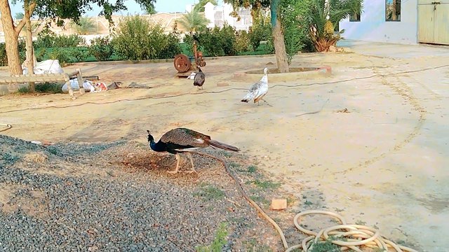 Peacocks chakor hens all birds walking time good afternoon