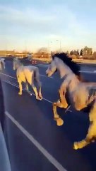 Insólito: 46 caballos aparecieron corriendo entre los autos en plena Panamericana