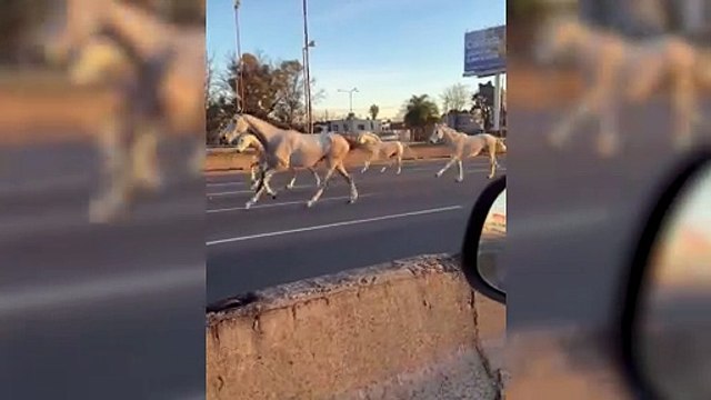 Caballos corriendo en la autopista Panamericana